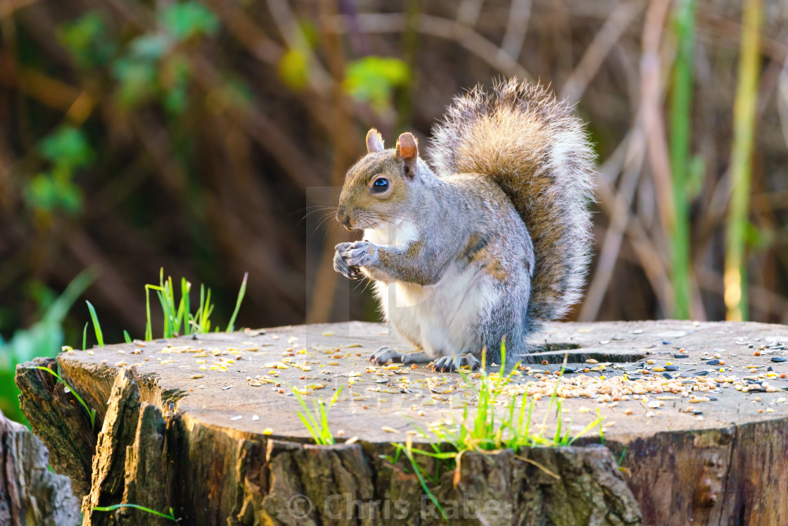 "Gray Squirrel (Sciurus carolinensis) sitting on a trees tump feeding on seed,..." stock image