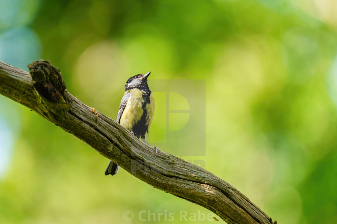 "Great Tit (Parus major) perched on a branch against a blurred background,..." stock image