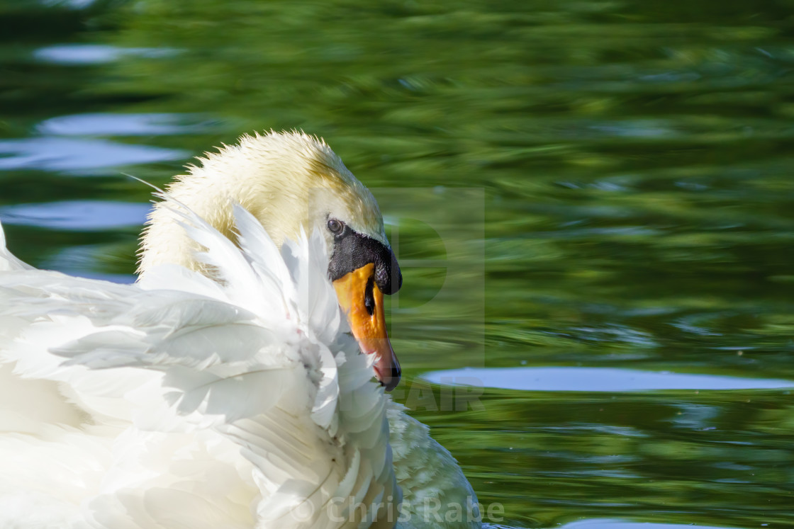 "Mute swan (Cygnus olor) peaking back over it's wing, taken in London, England" stock image