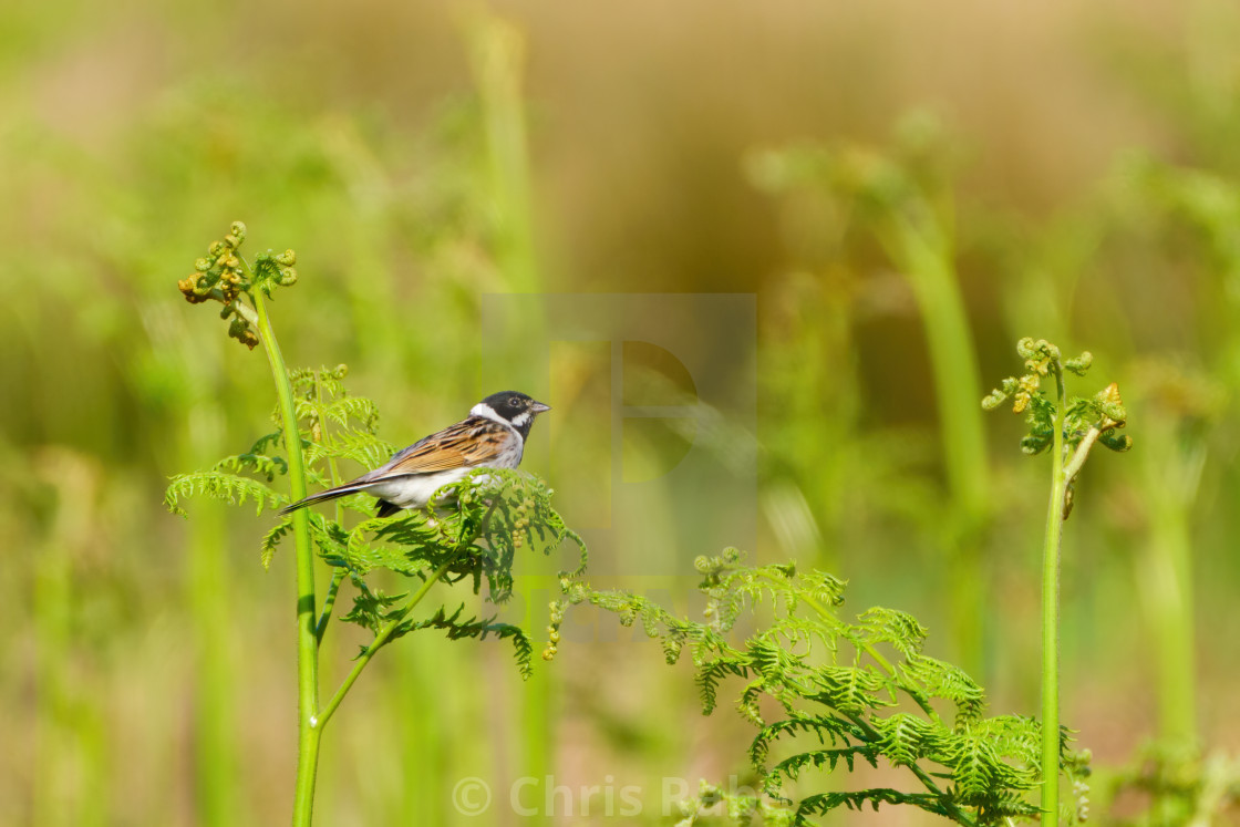 "Reed Bunting (Emberiza schoeniclus) perched on some bracken, taken in London,..." stock image