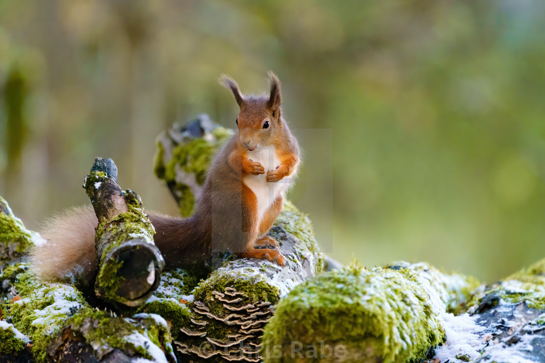 "red squirrel (Sciurus vulgaris) on some snow and moss coverd logs, surveying..." stock image