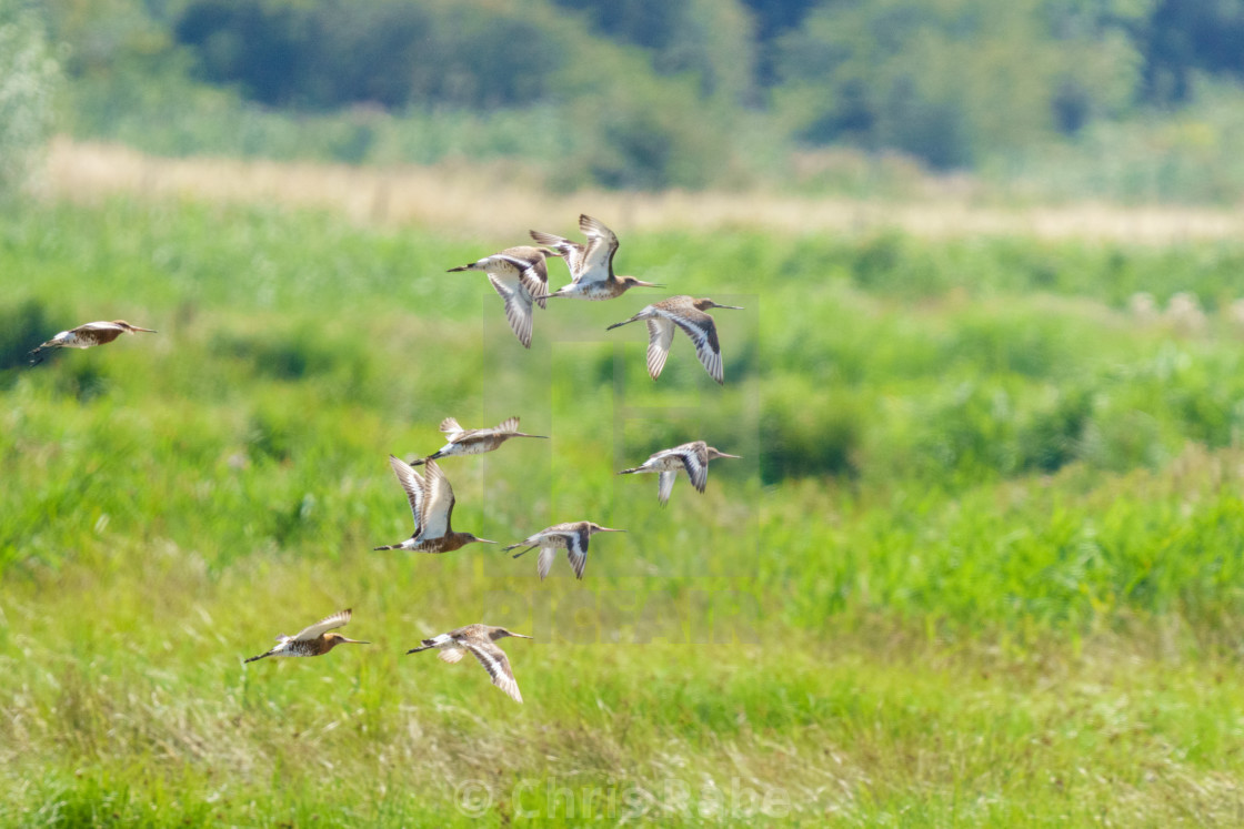 "Small flock of Black-tailed Godwit (Limosa limosa) in flight over grassy..." stock image