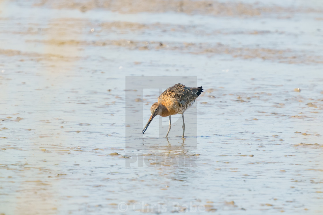 "Black-tailed Godwit (Limosa limosa) searching for food in the muddy..." stock image