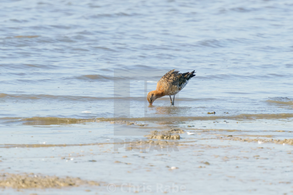 "Black-tailed Godwit (Limosa limosa) searching banks of the Thames for food,..." stock image