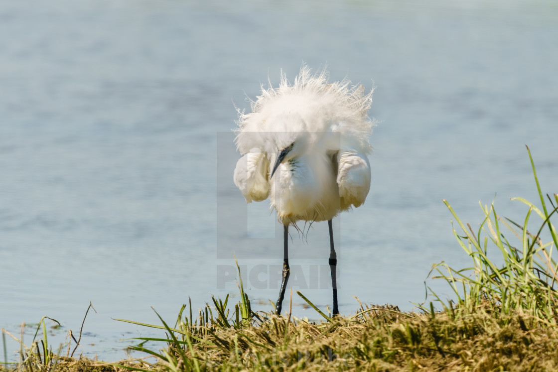 "Little Egret (Egretta garzetta) next to a lake all fluffed up, taken in the UK" stock image