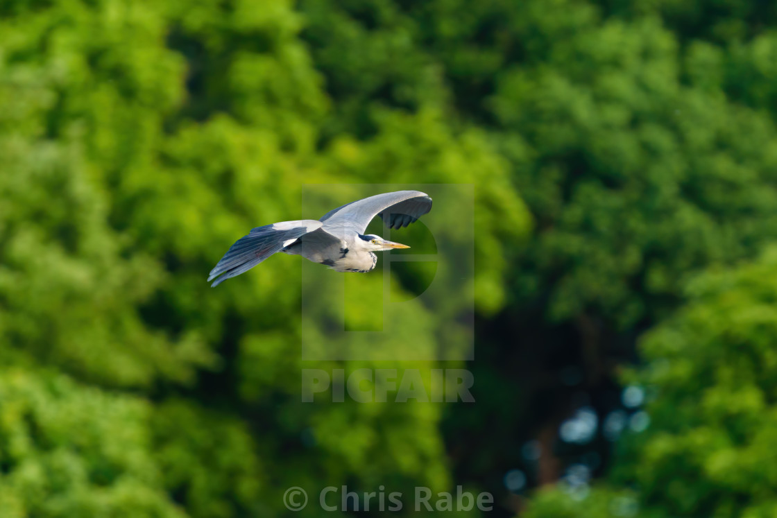 "Grey Heron (Ardea cinerea) in flight, taken in London, England" stock image