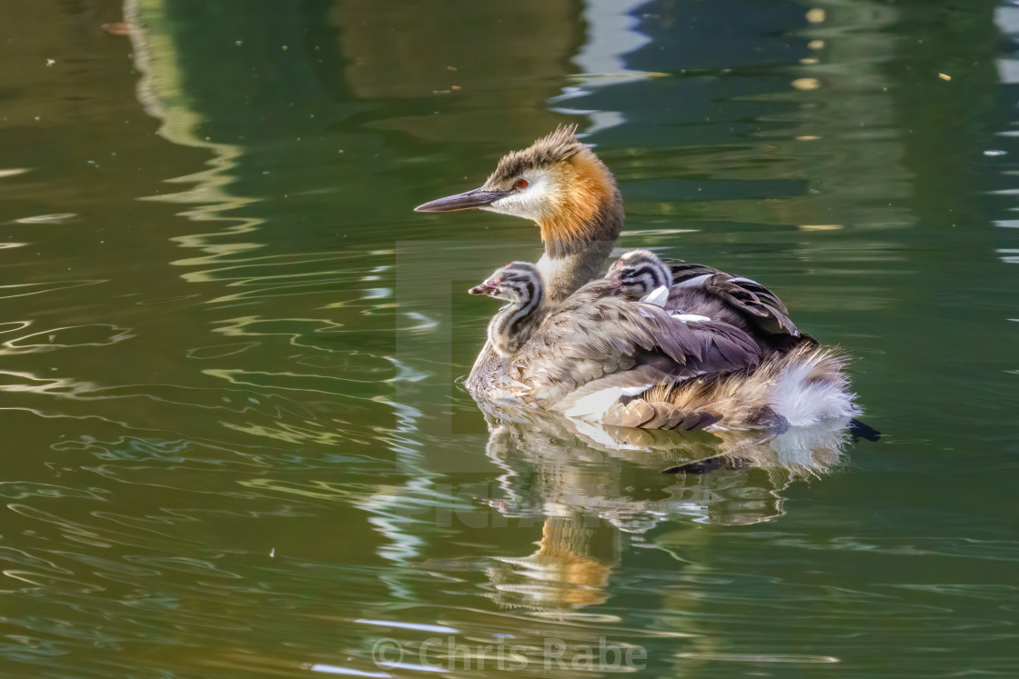 "Great Crested Grebe (Podiceps cristatus) carrying it's chicks on it's back,..." stock image