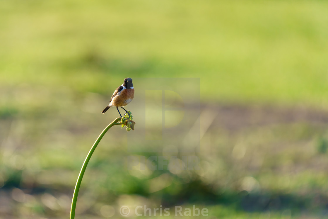 "Stonechat (Saxicola torquata) male perched on the end of some bracken, taken..." stock image