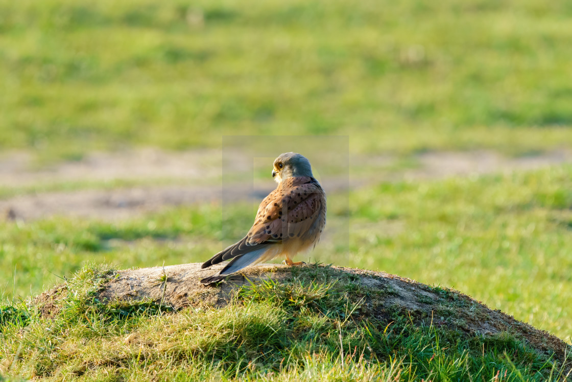 "Common Kestrel (Falco tinnunculus) male standing on mound of earth in early..." stock image