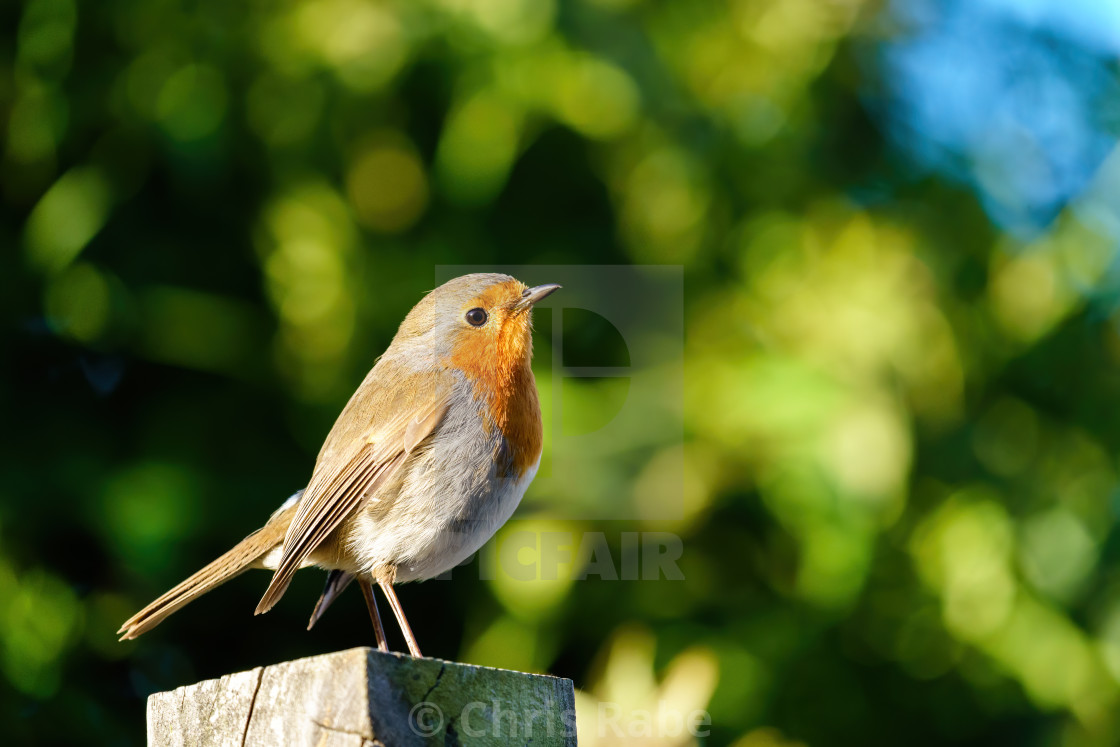 "European Robin (Erithacus rubecula) portrait, standing on fence post, taken..." stock image