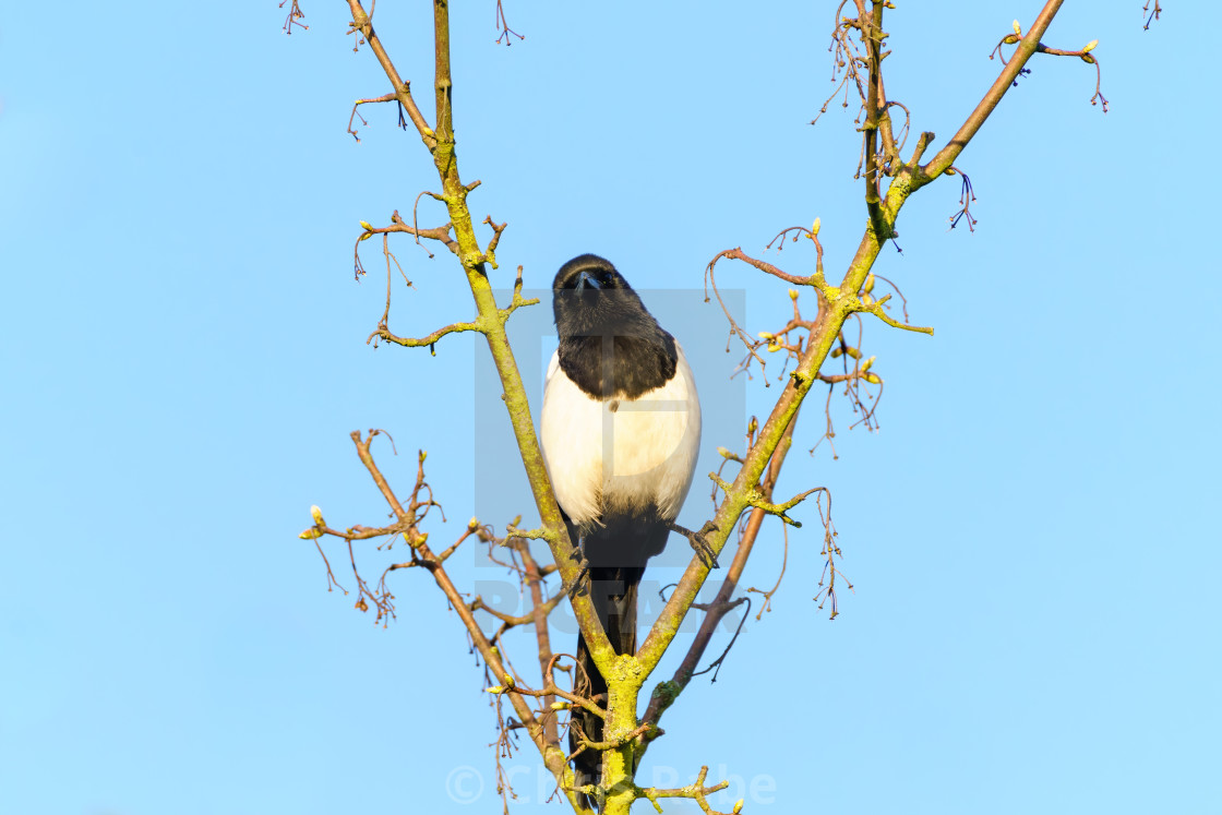 "Eurasian Magpie (Pica pica) perched between a forked branch, taken in London" stock image