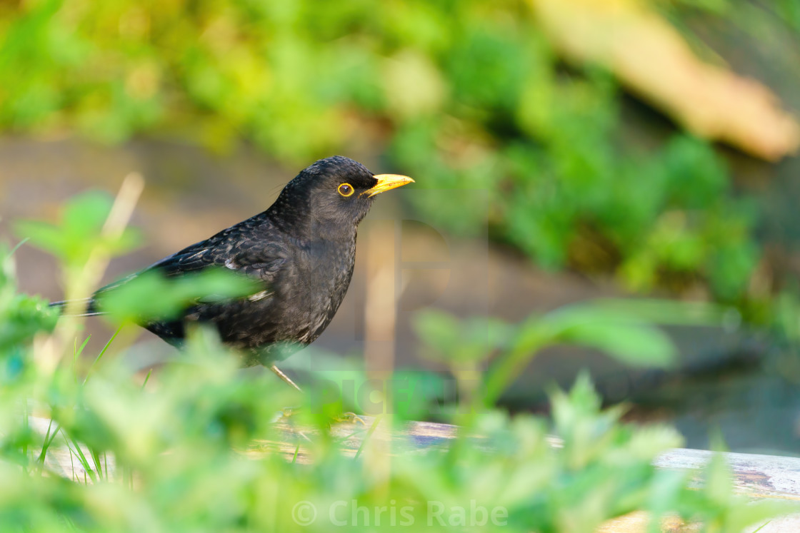 "Blackbird (Turdus merula) male in early morning spring light, taken in the UK" stock image