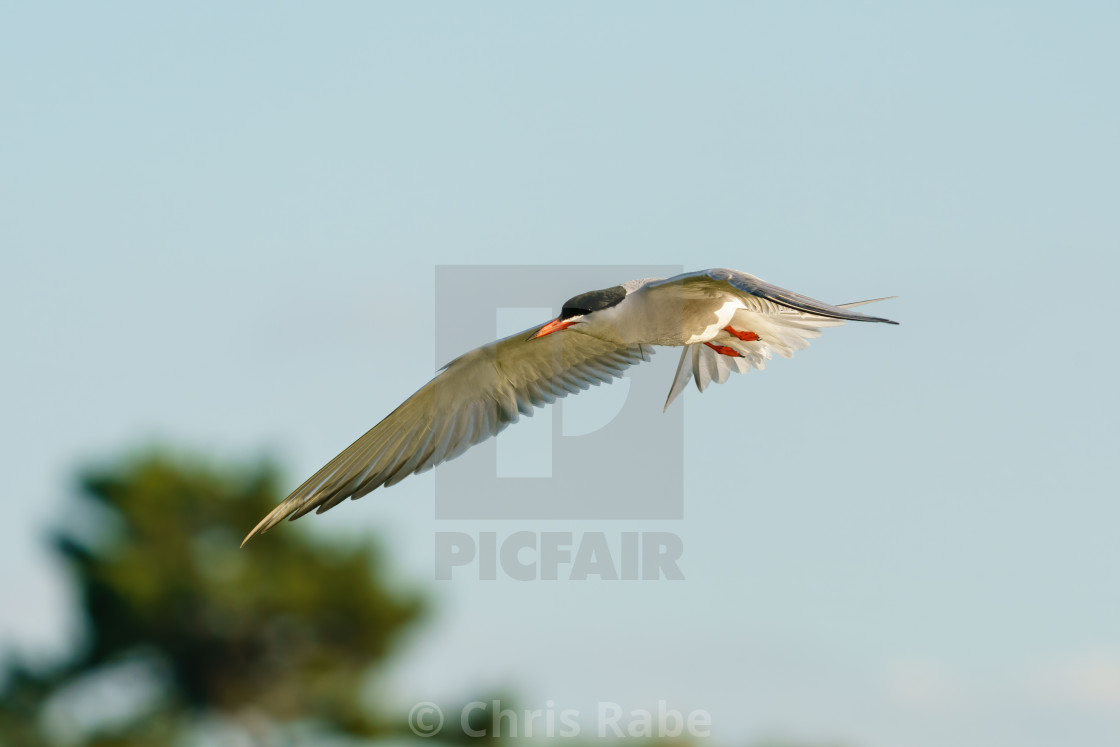 "Common Tern (Sterna hirundo) in flight, taken in Bushy Park, London" stock image