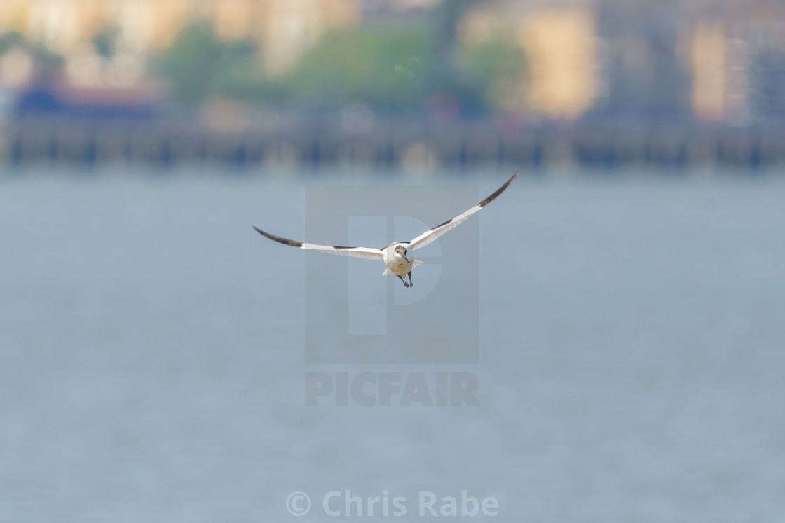 "Pied Avocet (Recurvirostra avosetta) in flight over the Thames, taken in England" stock image