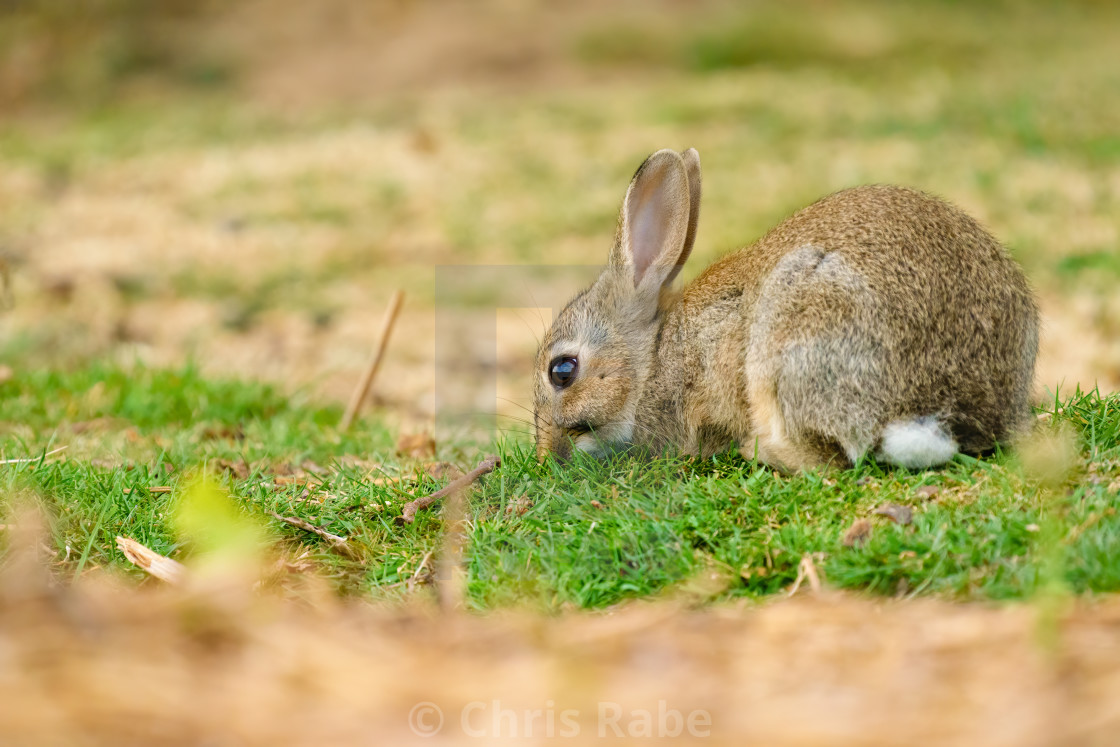 "European Rabbit (Oryctolagus cuniculus) foraging for food, taken in England" stock image