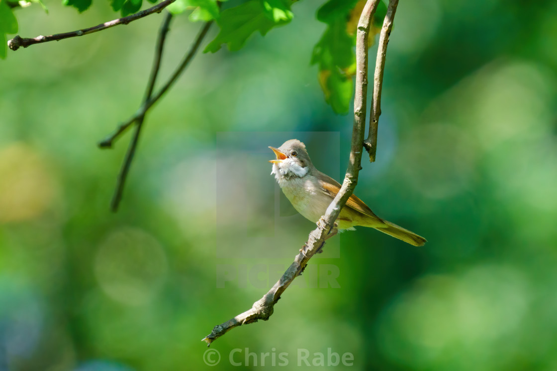 "Common Whitethroat (Sylvia communis) on the end of a twig, singing, taken in..." stock image