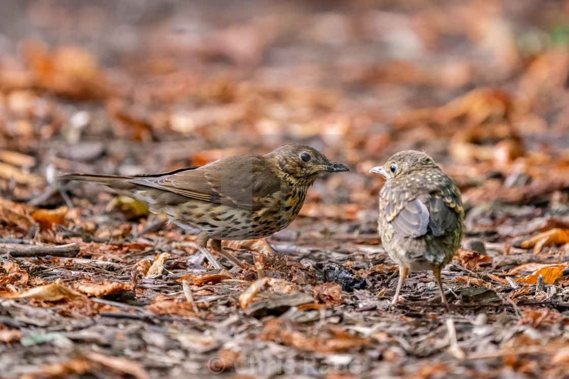 "Mistle Thrush (Turdus viscivorus) with fledgling on forest floor, taken in..." stock image