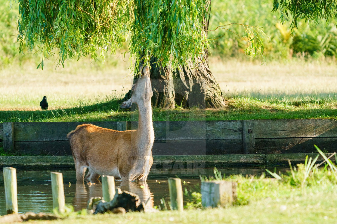 "Red Deer (Cervus elaphus) doe in water, eating leaves from a willow tree,..." stock image