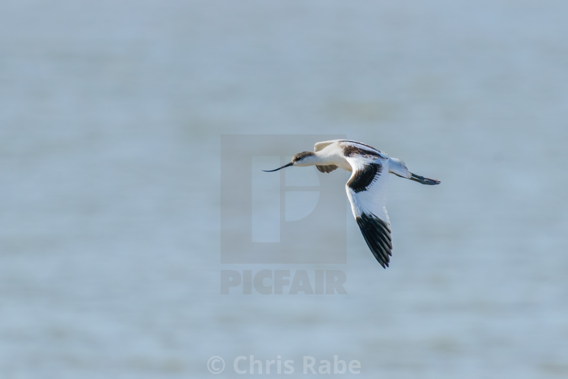 "Pied Avocet (Recurvirostra avosetta) flying over the Thames Estuary, taken in..." stock image