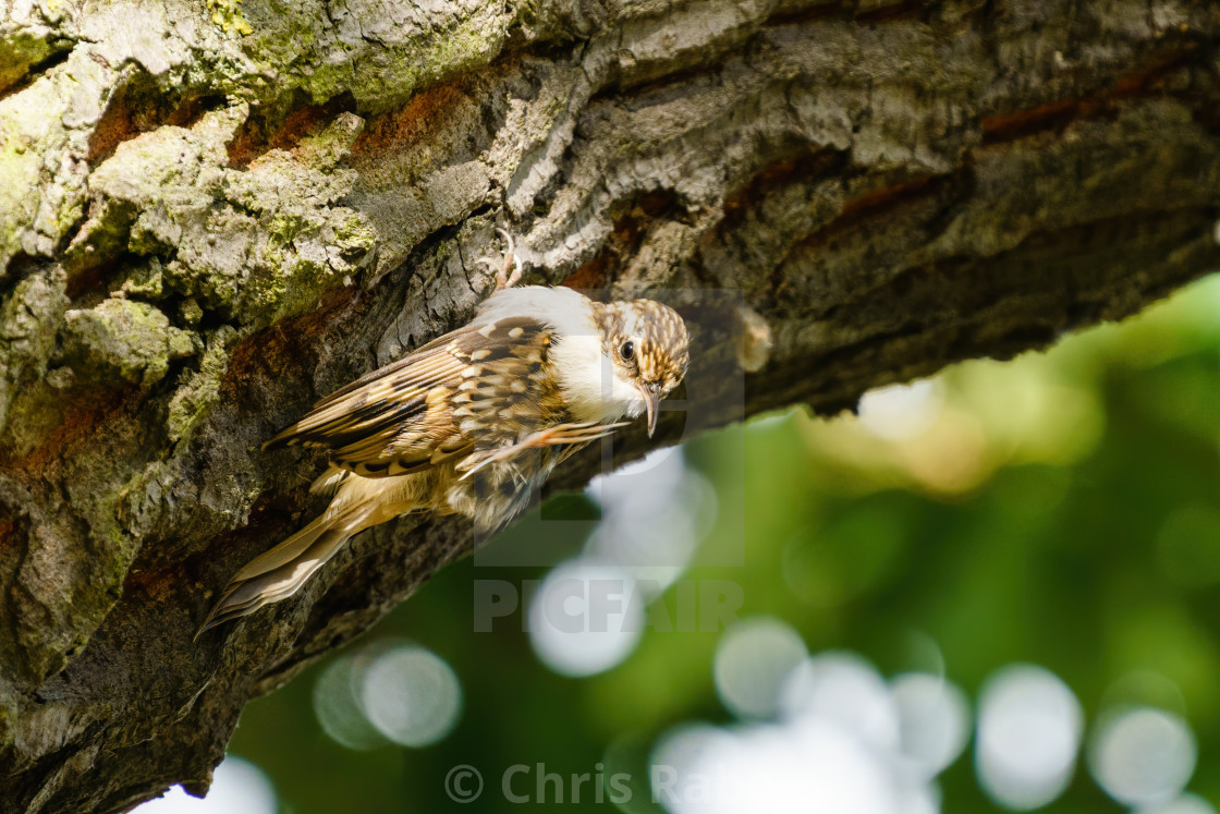 "Treecreeper (Certhia familiaris) perched on side of tree having a scratch,..." stock image