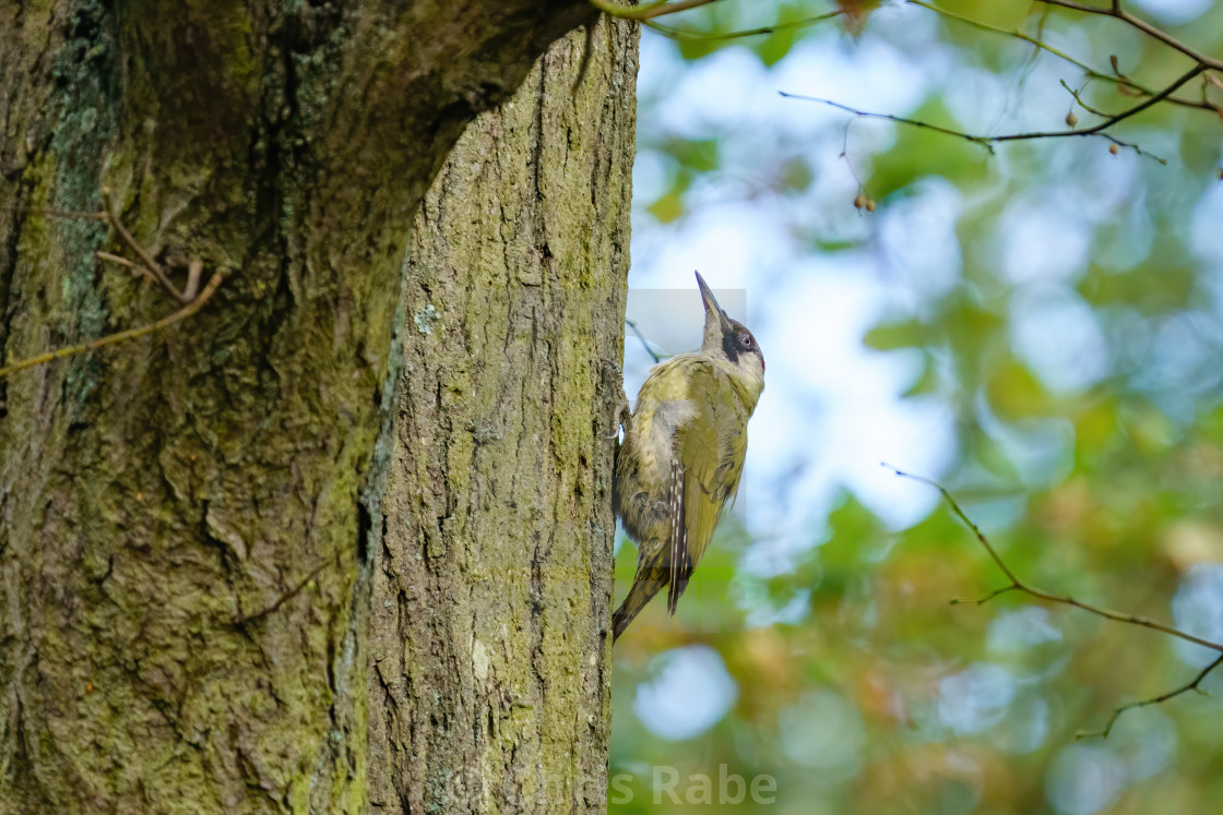 "Green Woodpecker (Picus viridis) male perche don side of a tree, taken in..." stock image