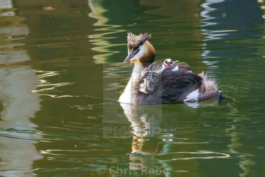 "Great Crested Grebe (Podiceps cristatus) riding comfortably on their parents..." stock image