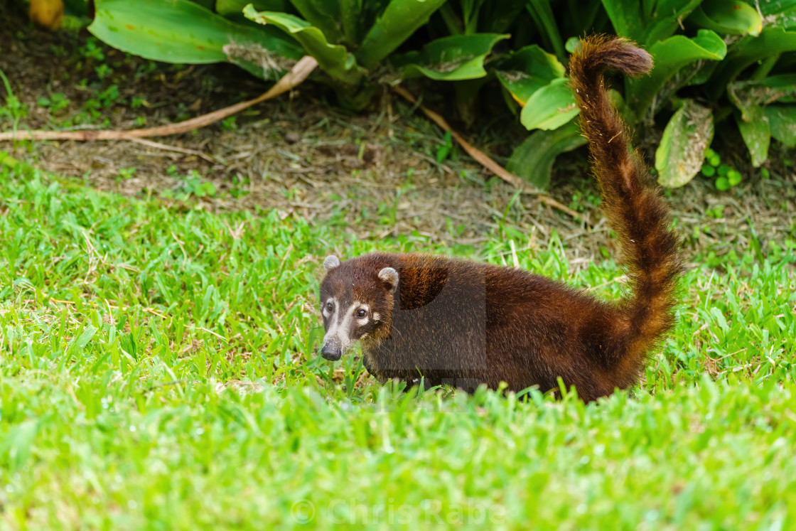 "Ring-Tailed Coati (Nasua nasua rufa) looking over shoulder to camera, taken..." stock image