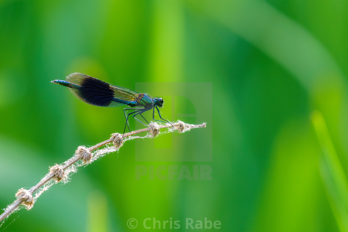 "Banded Demoiselle (Calopteryx splendens) perched on a dead stem, taken in the UK" stock image