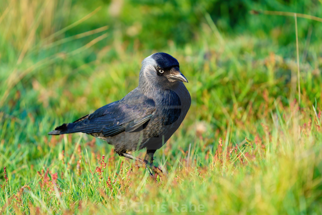 "Jackdaw (Corvus monedula) searching ground for food, taken in London" stock image