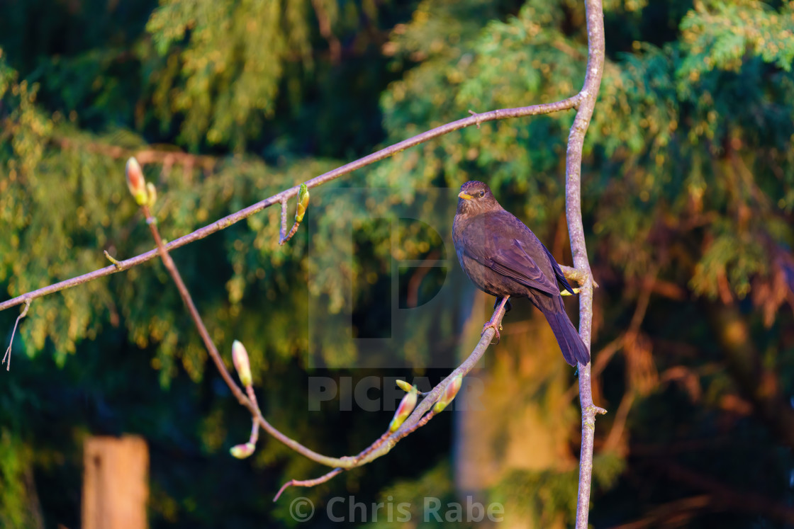 "Blackbird (Turdus merula) male perched on a branch, taken in the UK" stock image