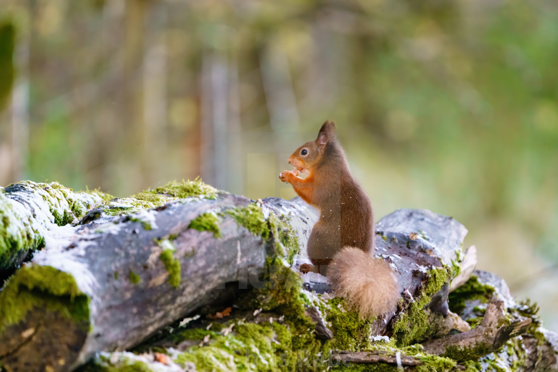 "red squirrel (Sciurus vulgaris) on some logs eating a nut, taken in Scotland" stock image