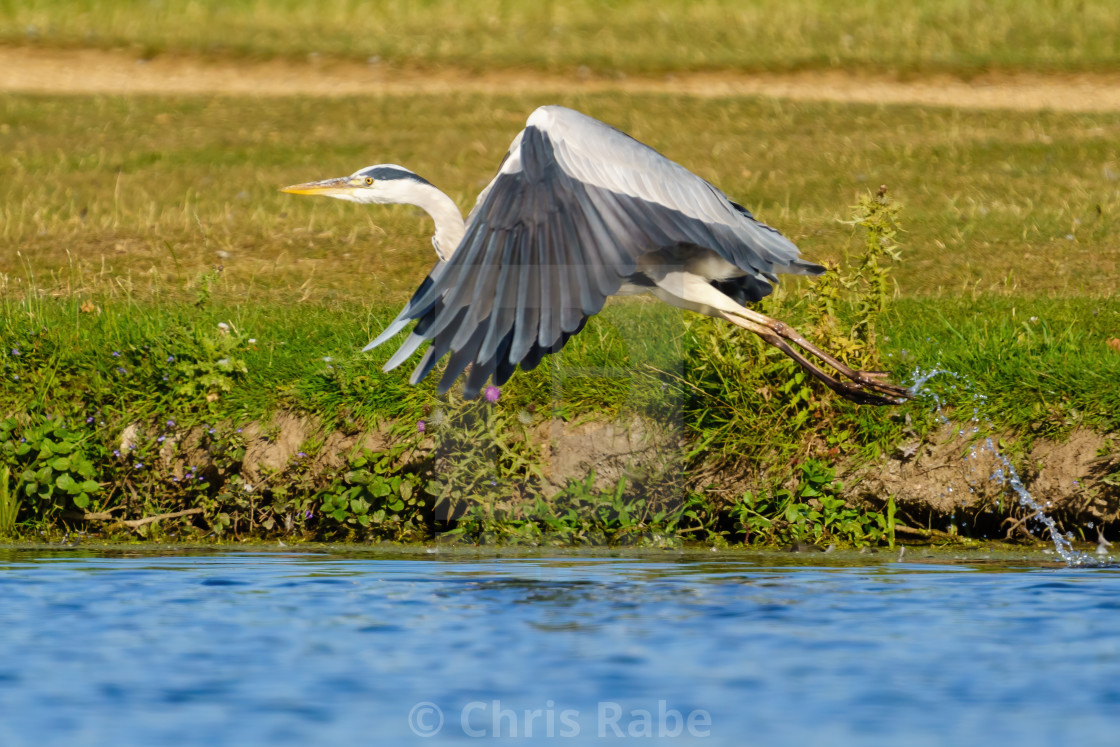 "Grey Heron (Ardea cinerea) taking off from the side of a pond, taken in..." stock image