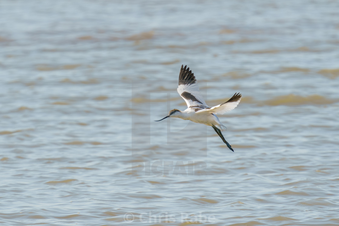 "Pied Avocet (Recurvirostra avosetta) in flight over the River Thames, England" stock image