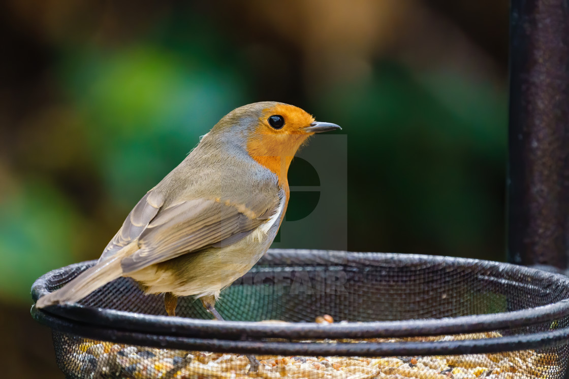 "European Robin (Erithacus rubecula) standing in a bowl of bird food, taken in..." stock image