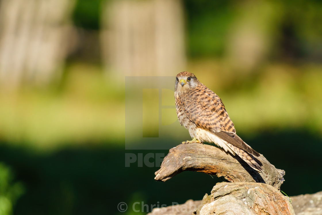 "Common Kestrel (Falco tinnunculus) female perched on a log looking back to..." stock image