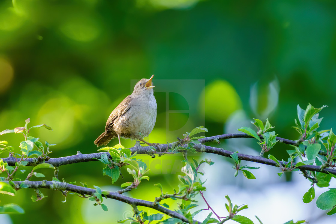 "Wren (Troglodytes troglodytes) singing in early morning spring light, taken..." stock image