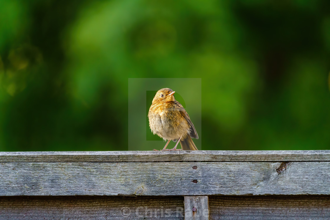 "European Robin (Erithacus rubecula) juvenile parched on wooden fence, taken..." stock image