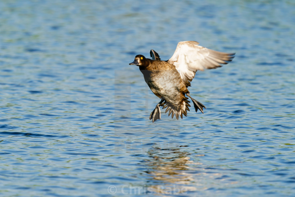 "Tufted Duck (Aythya fuligula) female in flight shortly before landing, taken..." stock image