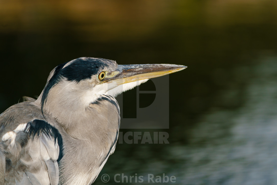 "Grey Heron (Ardea cinerea) portrait looking out over a lake, taken in West..." stock image