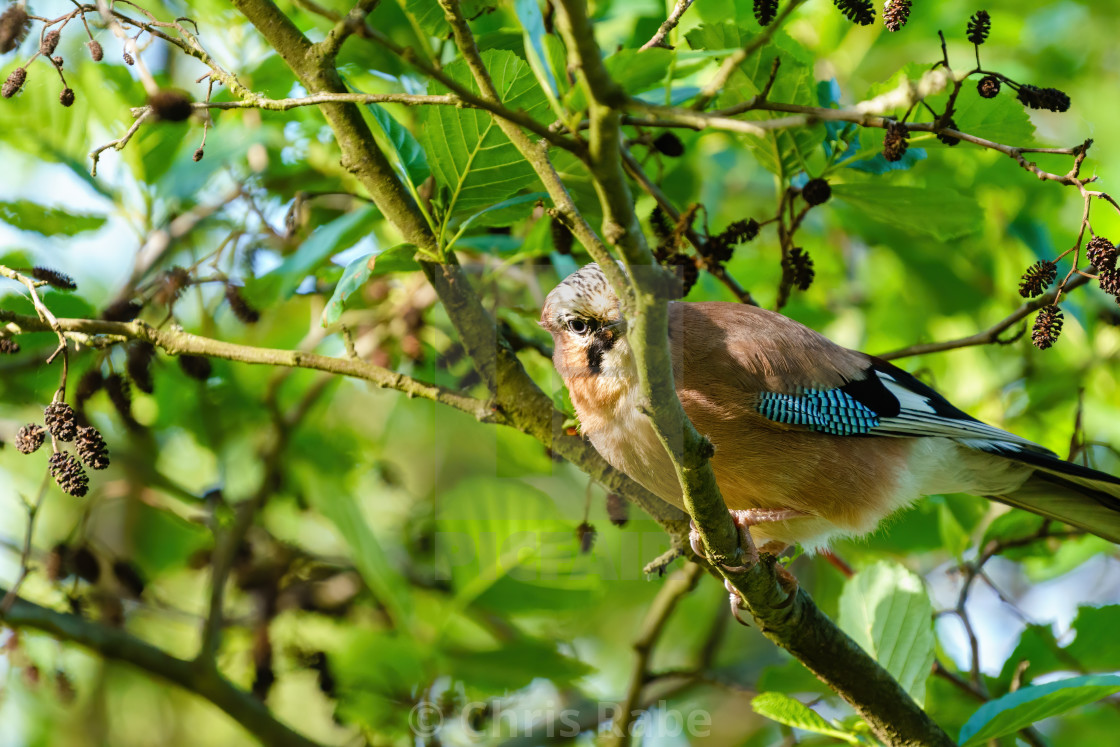 "Eurasian Jay (Garrulus glandarius) looking for food on a tree branch, taken..." stock image