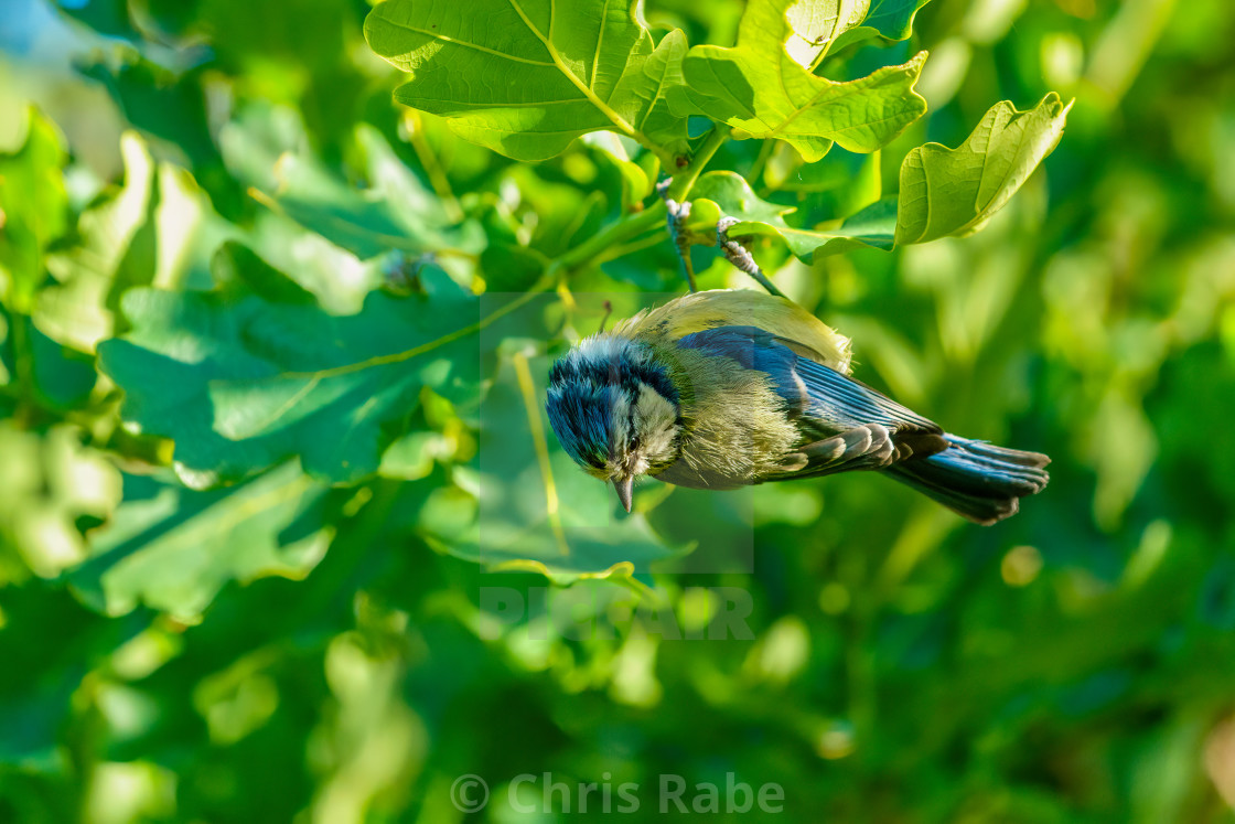 "Blue Tit (Cyanistes caeruleus) dangling from a leaf, in West London" stock image