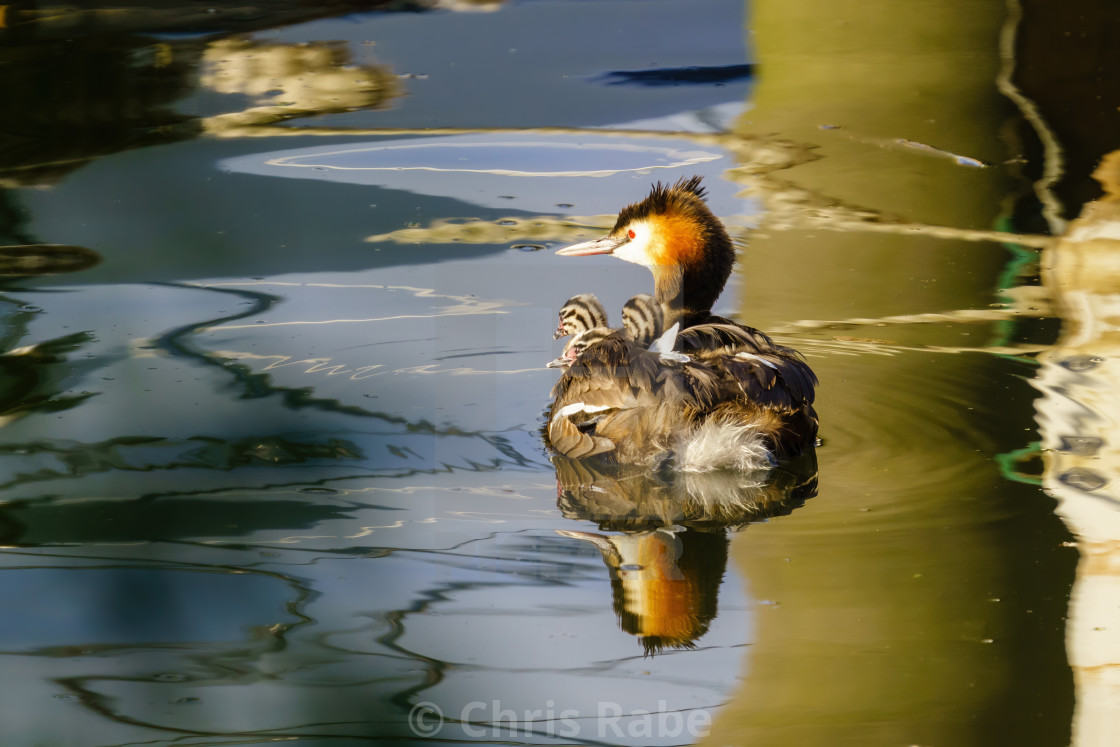 "Great Crested Grebe (Podiceps cristatus) with three chicks riding on it's..." stock image