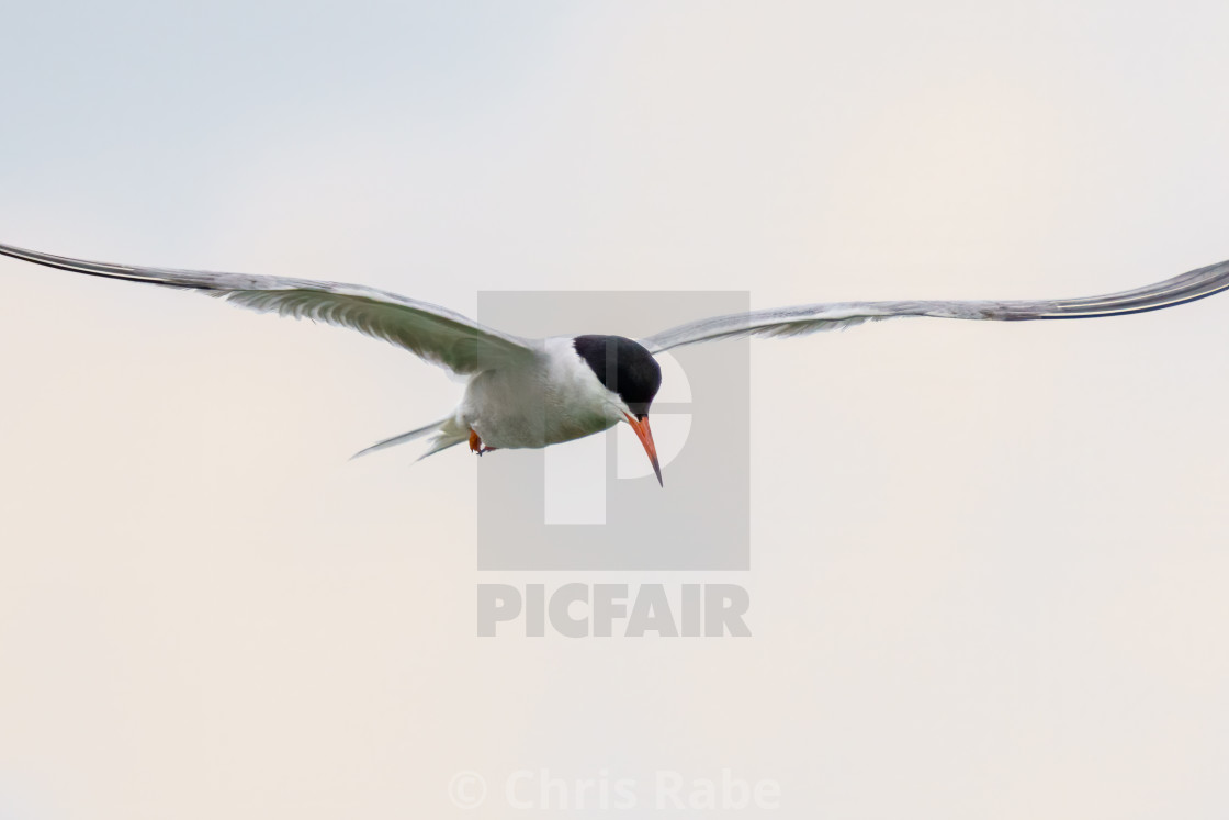 "Common Tern (Sterna hirundo) in flight on an overcast day, London, UK" stock image