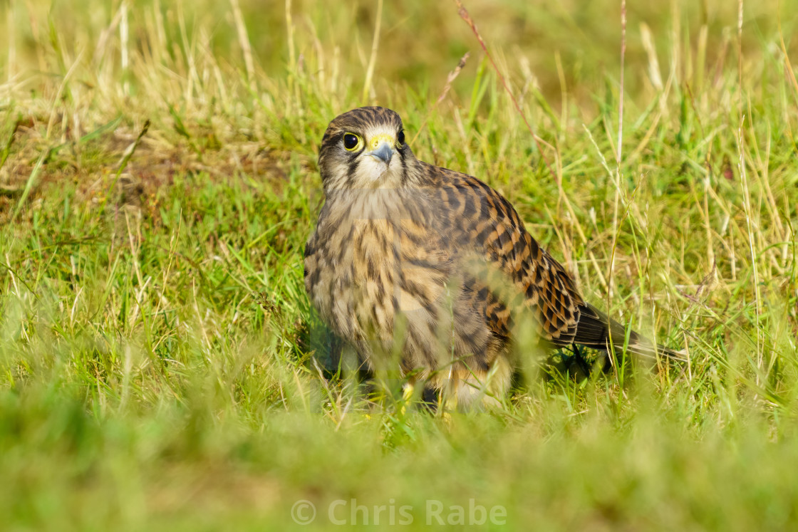 "Juvenile Common Kestrel (Falco Tinnunculus) forraging on the ground for food,..." stock image