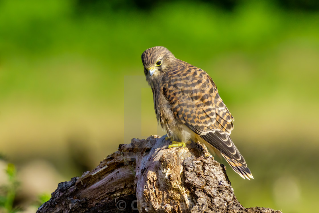 "Common Kestrel (Falco Tinnunculus) juvenile perched on top of a log, taken in..." stock image