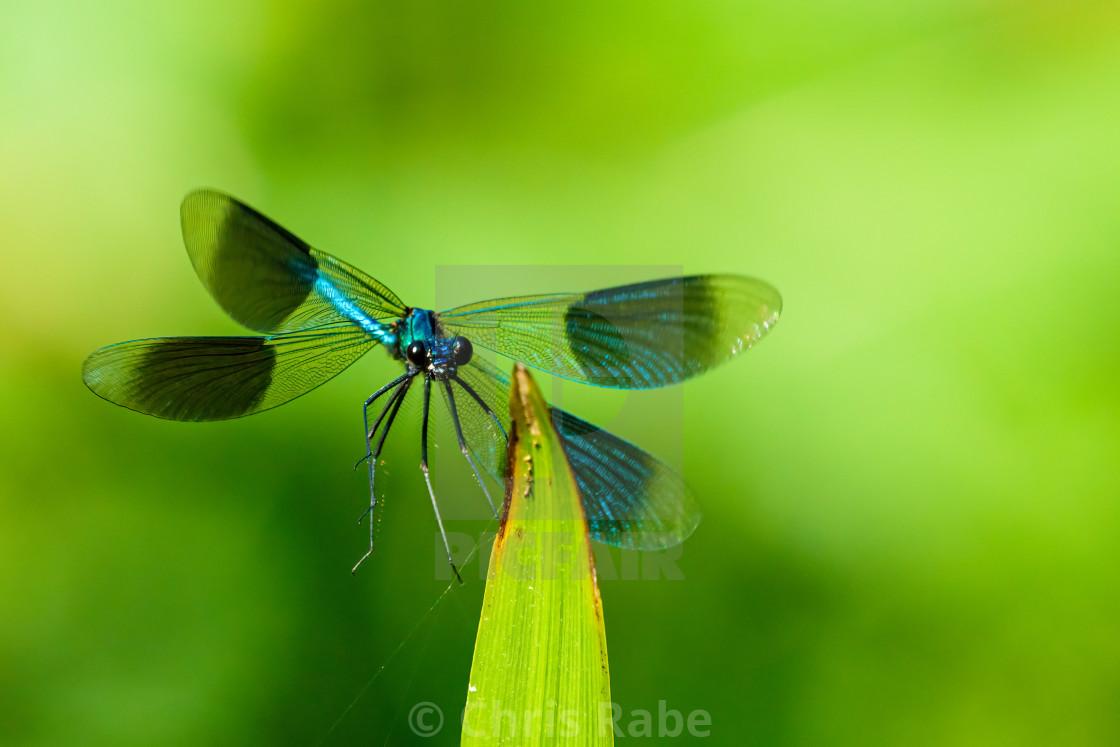 "Banded Demoiselle (Calopteryx splendens) in flight, about to land on a leaf,..." stock image