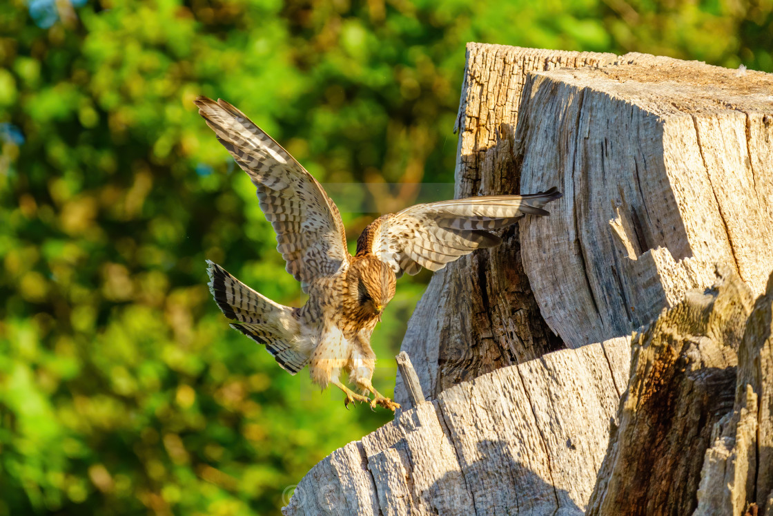 "Common Kestrel (Falco tinnunculus) female landing on top of nesting tree,..." stock image