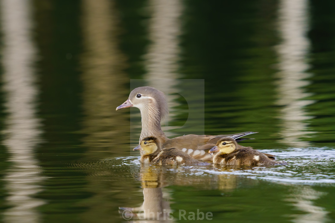 "Mandarin Duck (Aix galericulata) female with a couple of ducklings on the..." stock image