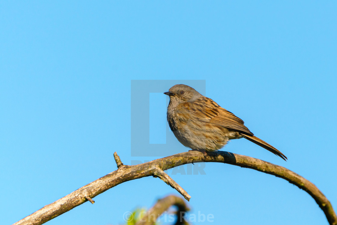 "Dunnock (Prunella modularis) perched on a branch against blue sky, taken in..." stock image