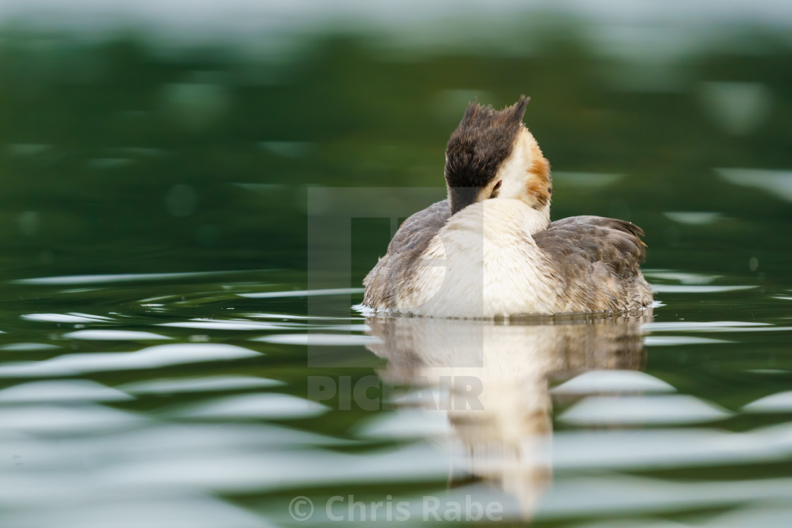 "Great Crested Grebe (Podiceps cristatus) resting while floating on a calm..." stock image